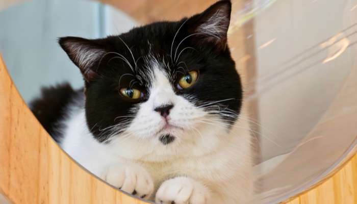 ¿Tu gato piensa que tú también eres un gato?