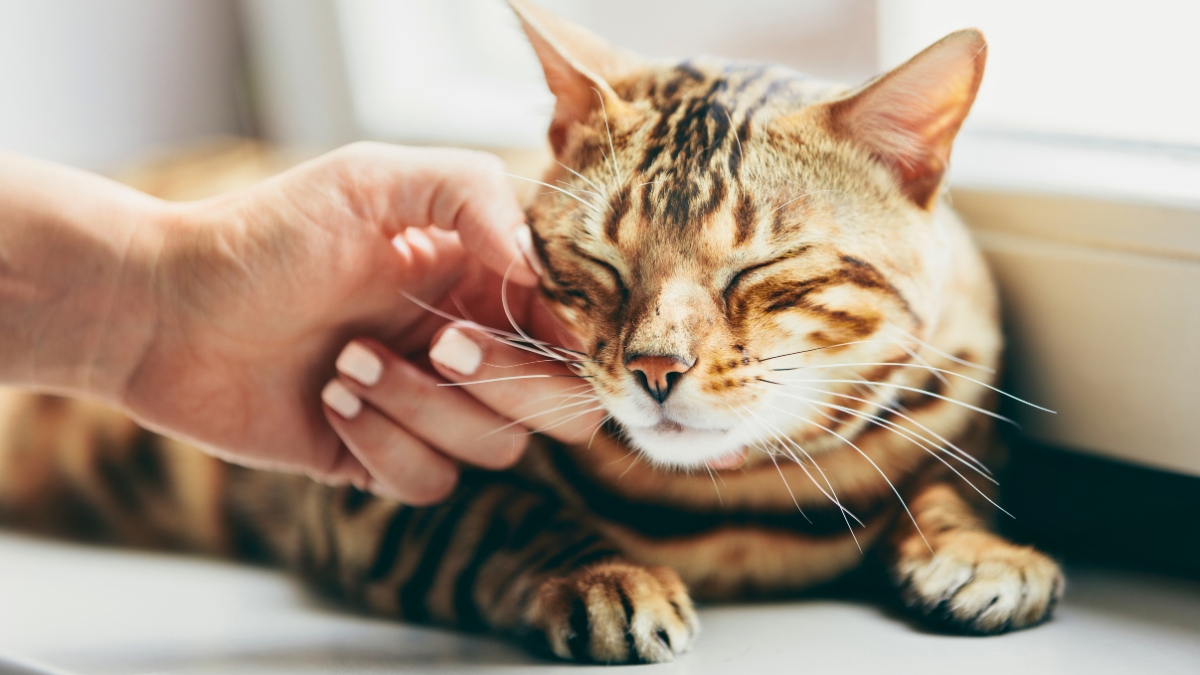 Beneficios del ronroneo de los gatos para las personas
