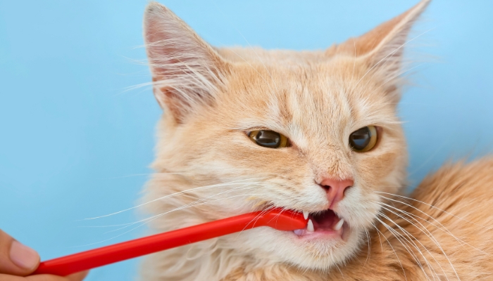 Cepillarle los dientes a los gatos es una tontería