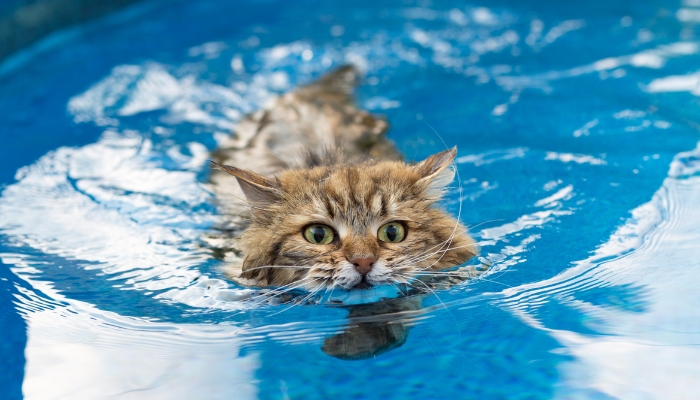 Los gatos no saben nadar