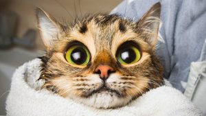 Los gatos piensan que los humanos somos gatos gigantes