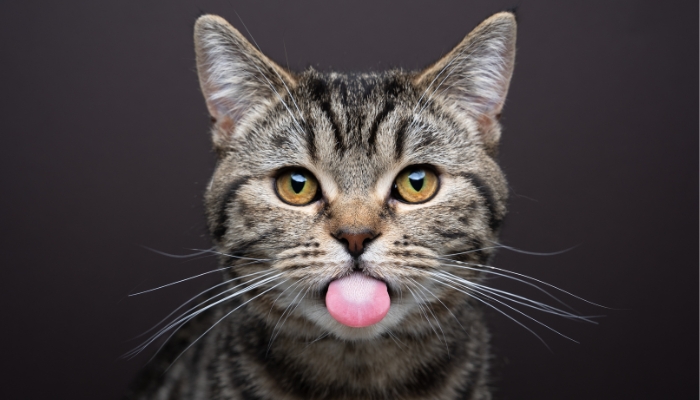 Por qué a veces los gatos se quedan con la lengua fuera
