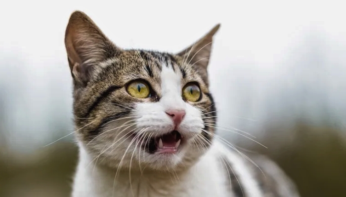 Por qué los gatos abren la boca después de oler algo