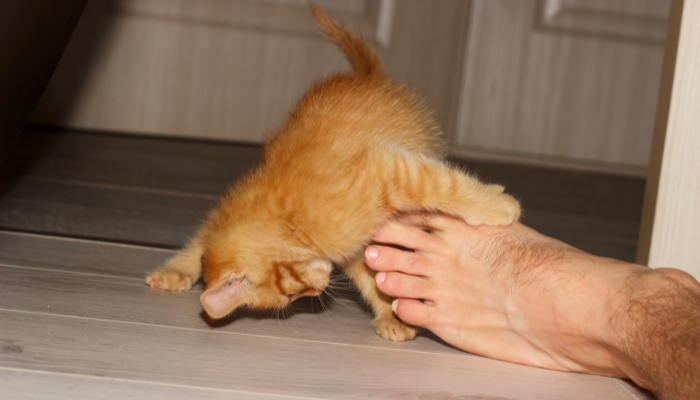 Por qué los gatos atacan los pies