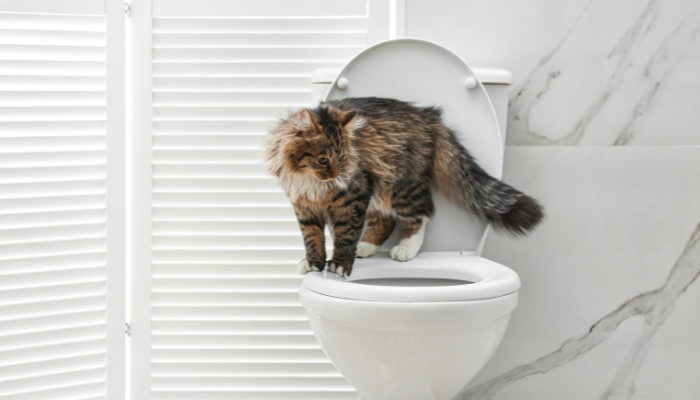 Por qué los gatos beben agua del inodoro