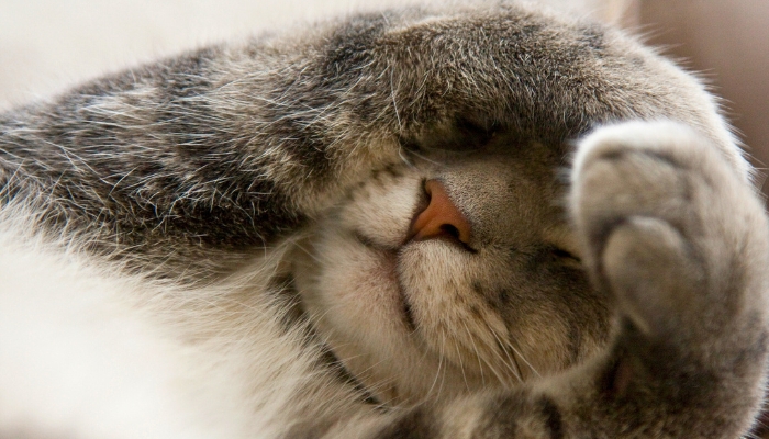 Por qué los gatos se cubren su cara con sus patas mientras duerme