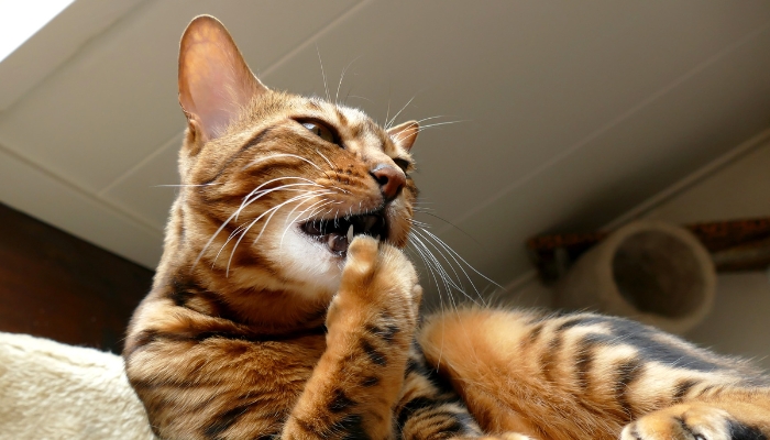 Por que los gatos se muerden las uñas