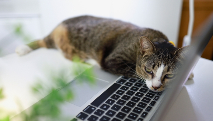 Por qué los gatos se sientan en tu libro o en tu portátil
