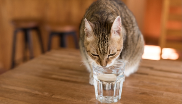 Por qué tu gato bebe de tu vaso
