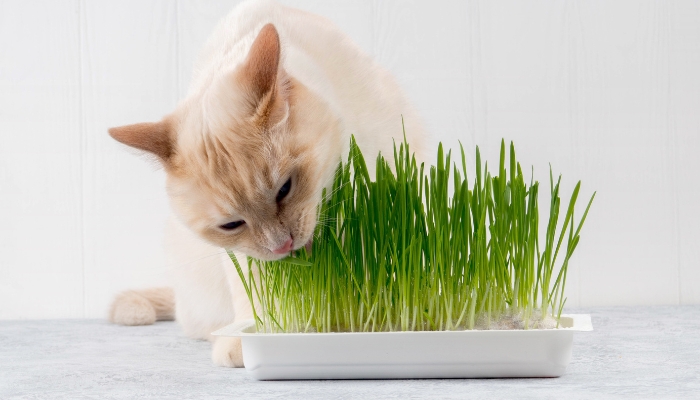 Si un gato come hierba es que está enfermo
